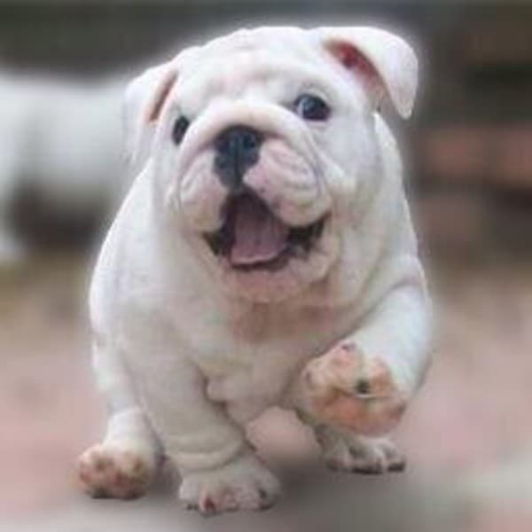 Admiral Bulldog